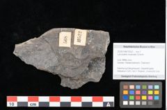 Foto (Objekt + Etikett) von Laccopteris muensteri Schenk (NHMW-GEO-2024-0188-10522)